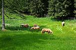 Hotel Dorf Tirol